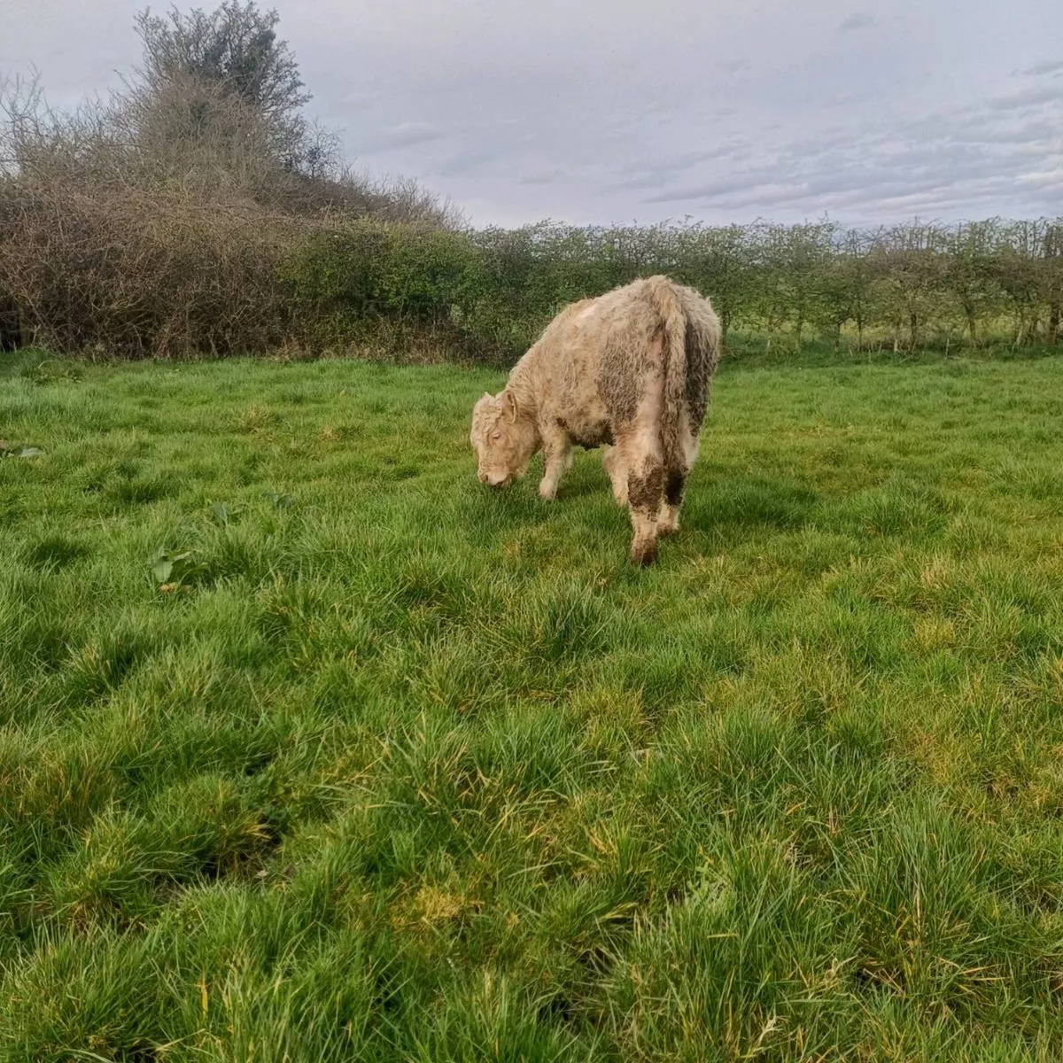 Pbr 5 star char bull weanling - Image 2