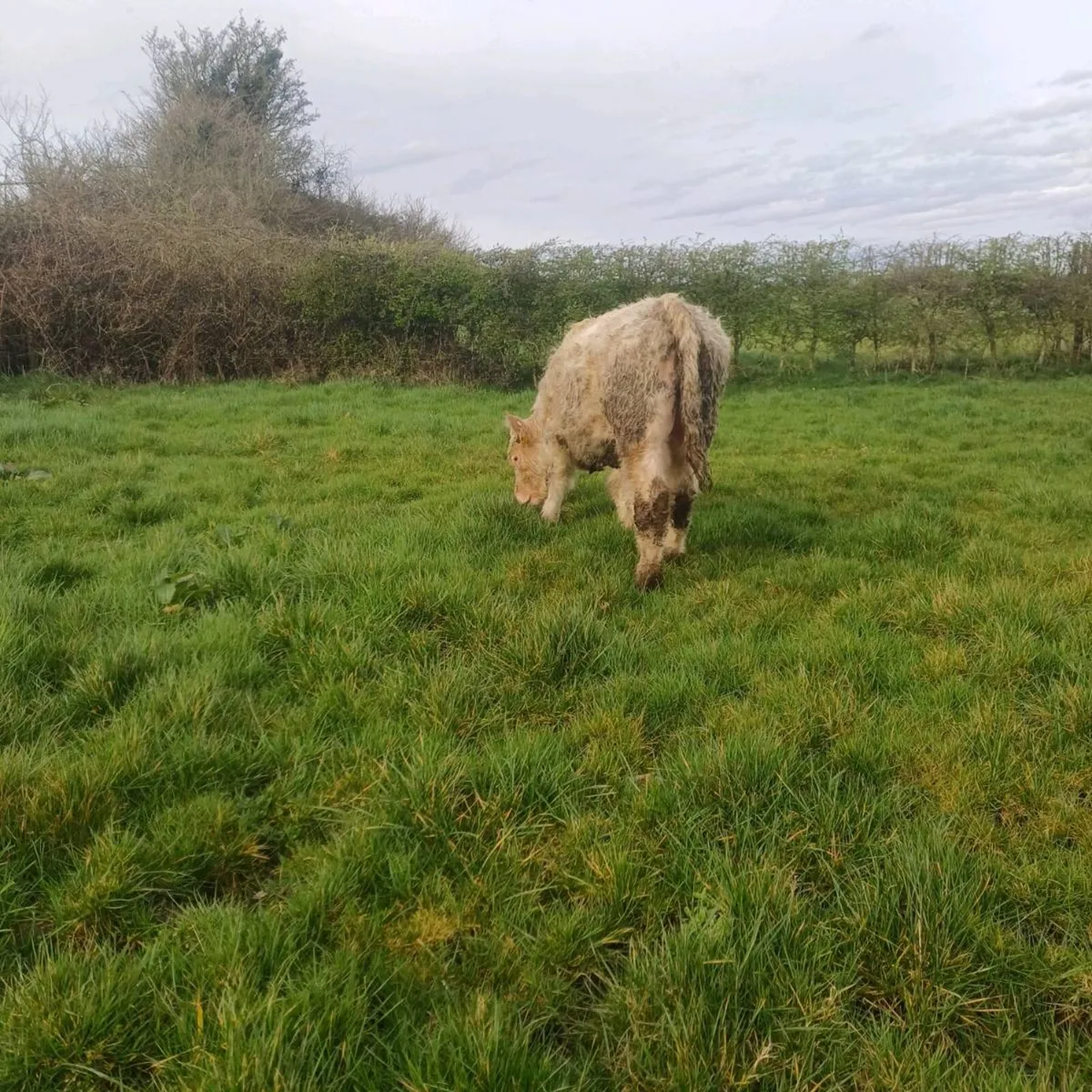 Pbr 5 star char bull weanling - Image 3