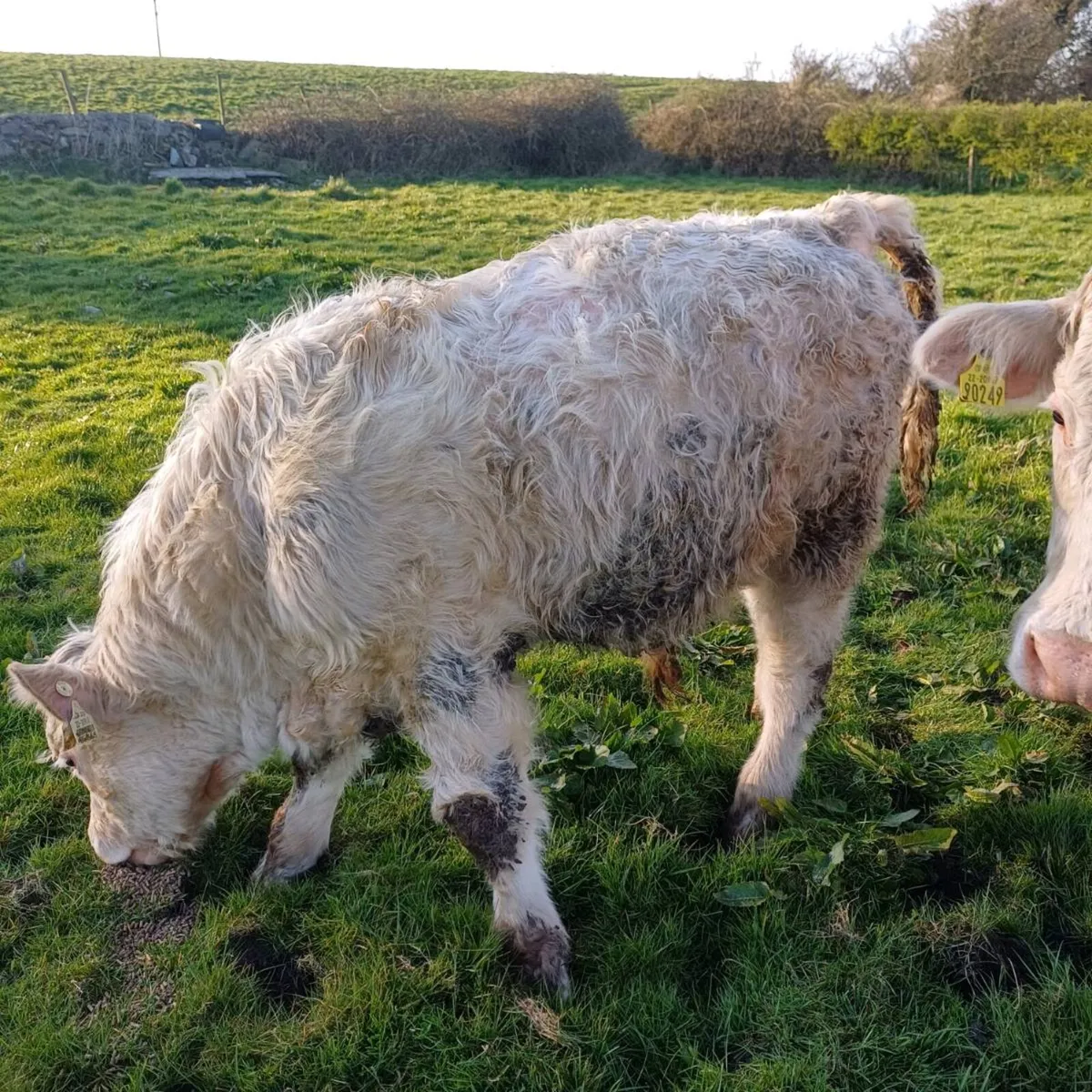 Pbr 5 star char bull weanling - Image 1
