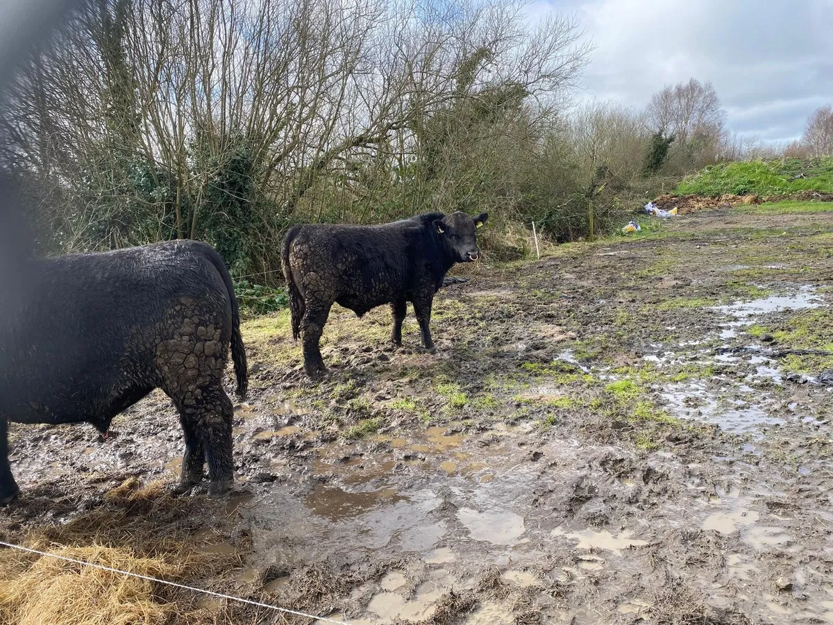 PBR Irish Angus Cattle For Sale - Image 2