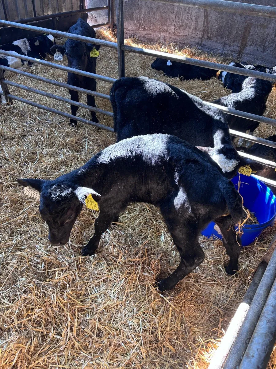 Aberdeen Angus Poly Heifer calves - Image 1