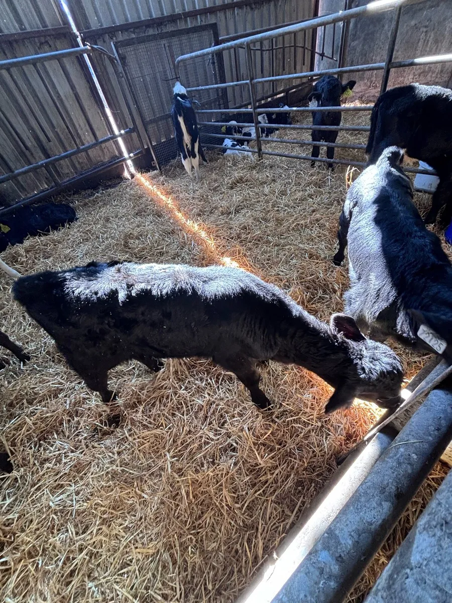 Aberdeen Angus Poly Heifer calves - Image 2