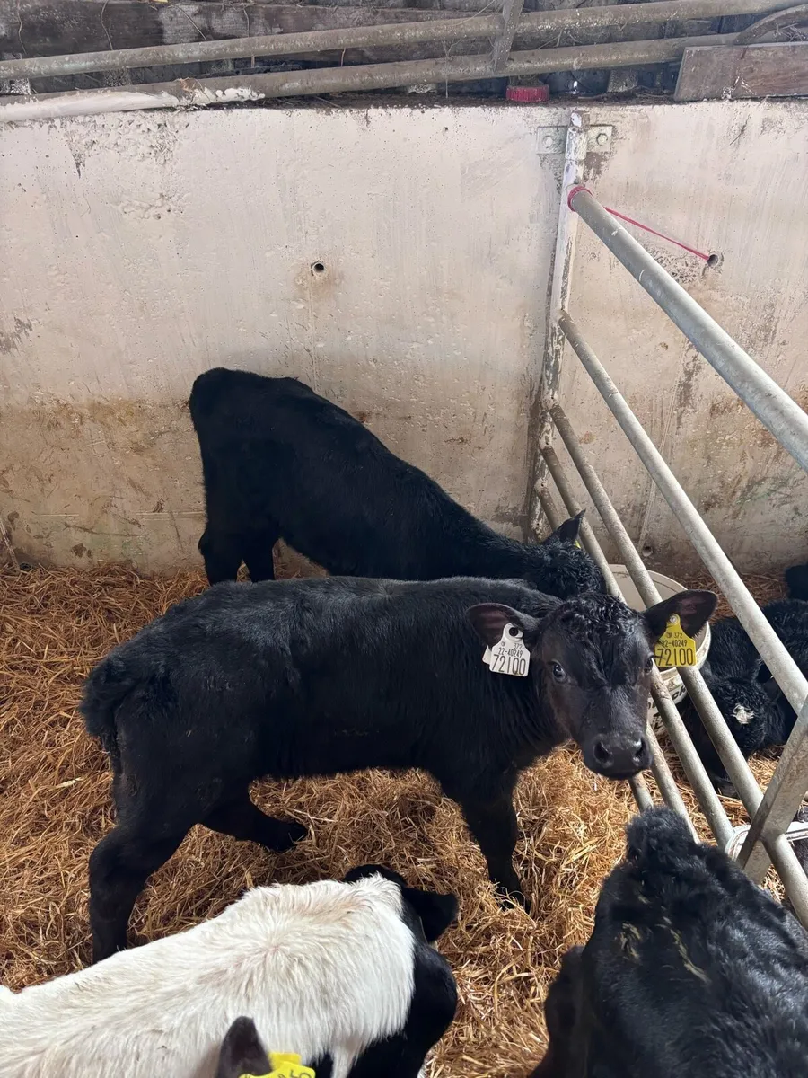 Aberdeen Angus Poly Heifer calves - Image 4