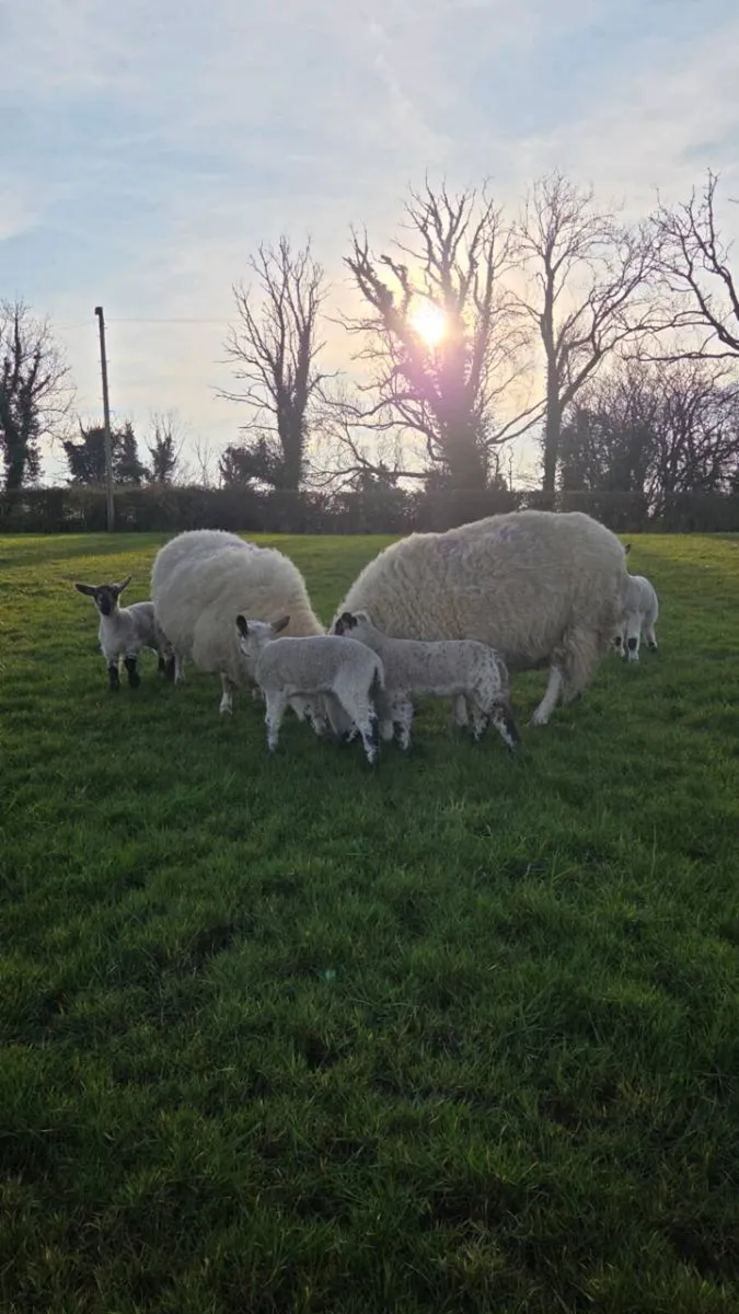 Ewes and Lambs - Image 1