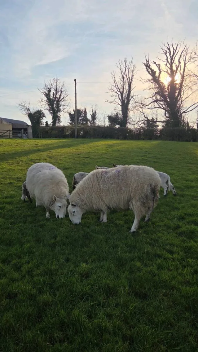 Ewes and Lambs - Image 2