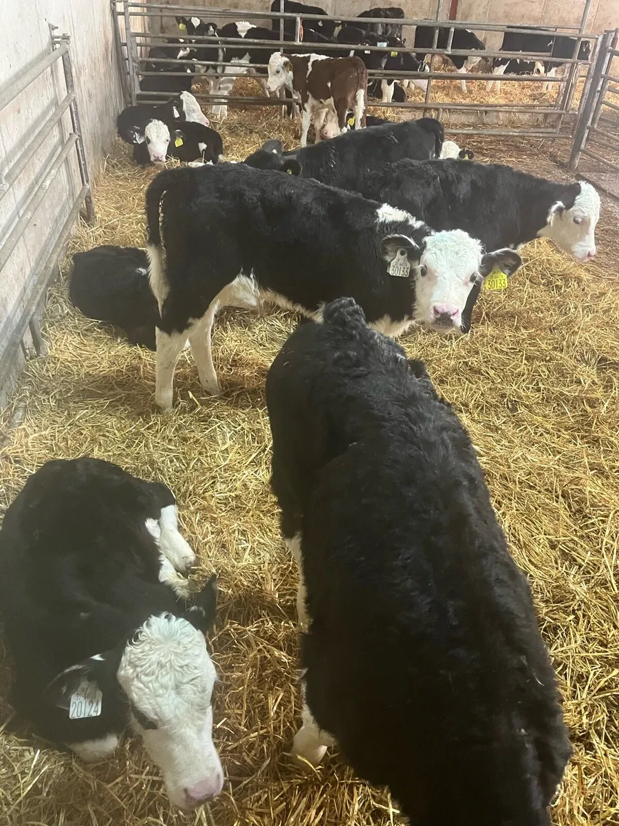 Hereford calves - Image 3