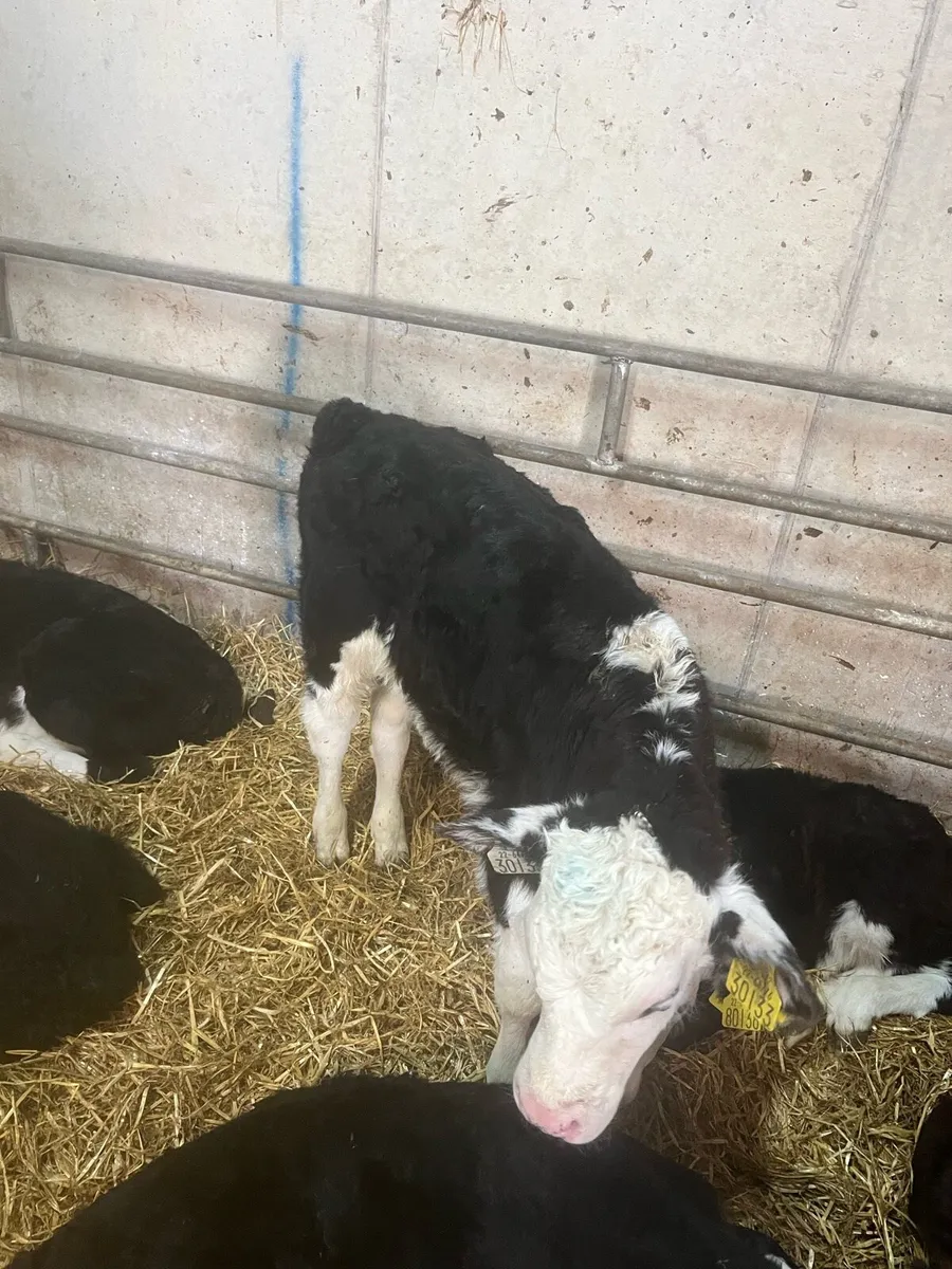 Hereford calves - Image 4