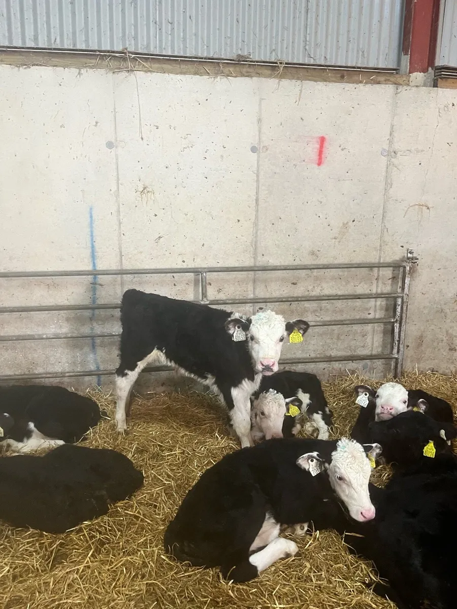 Hereford calves - Image 1