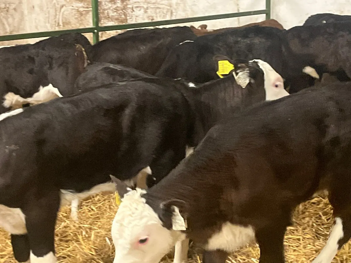 Heifer Calves - Image 1