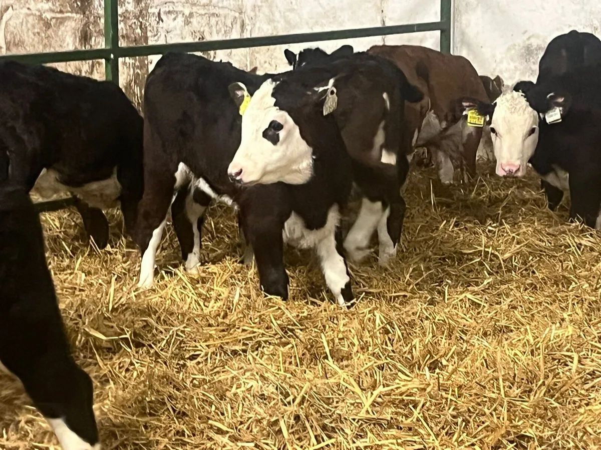 Heifer Calves - Image 2