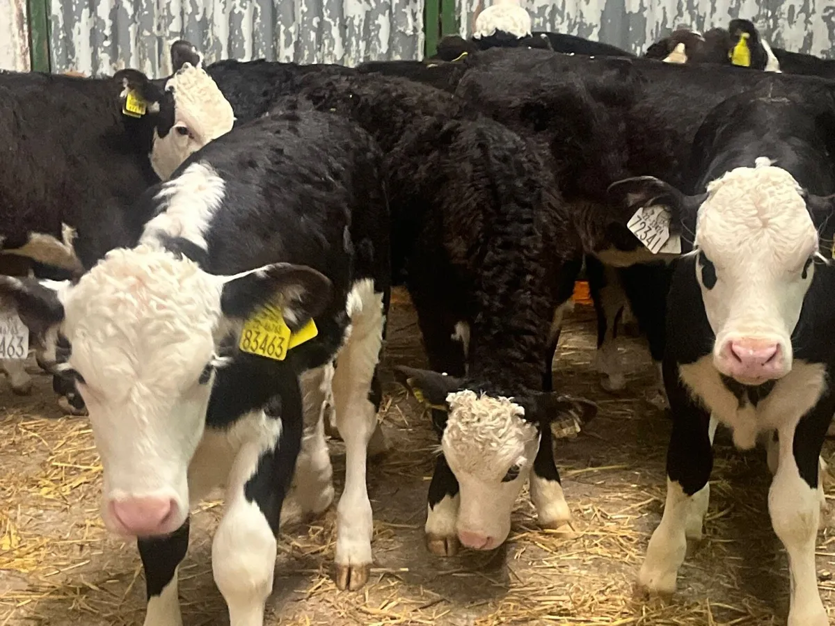 Heifer Calves - Image 3