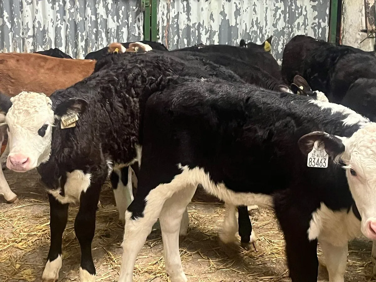 Heifer Calves - Image 4