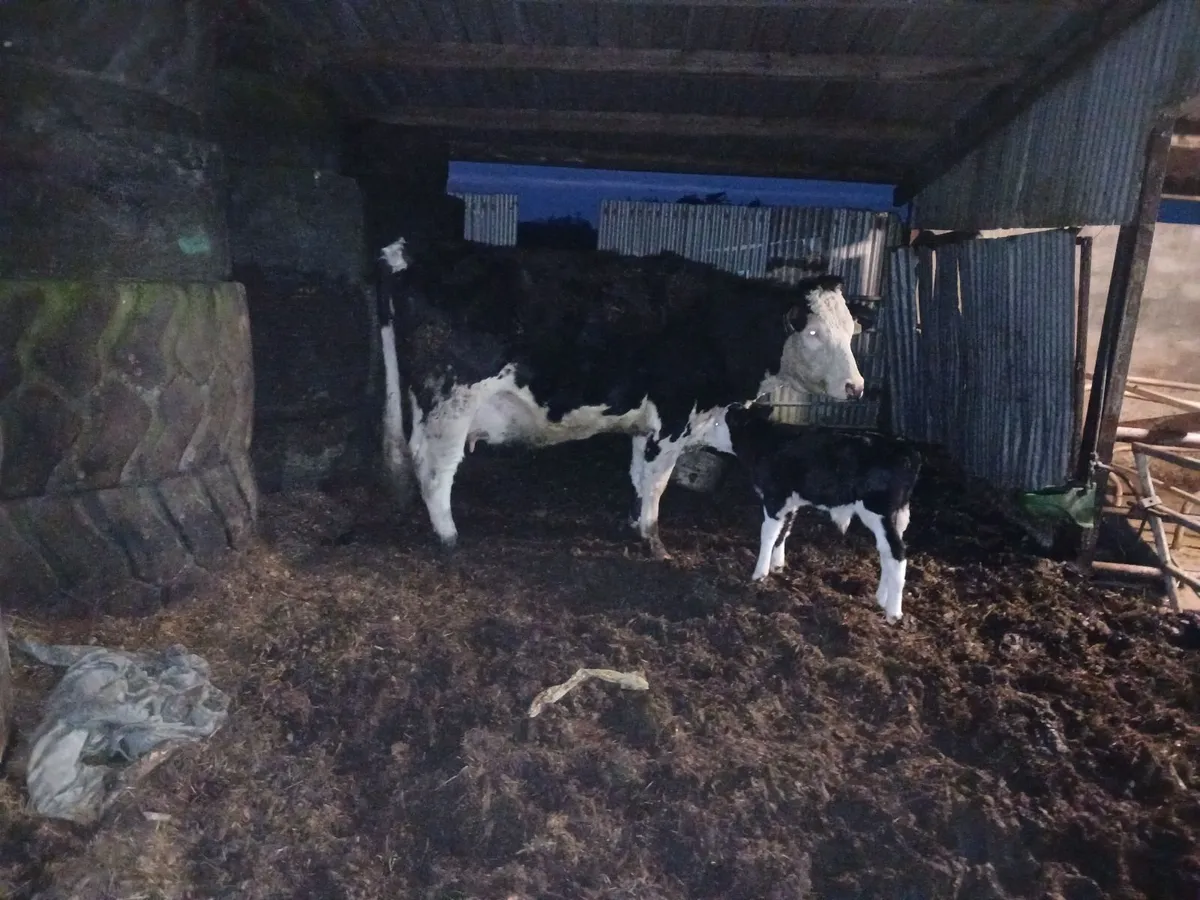 calved heifers - Image 3