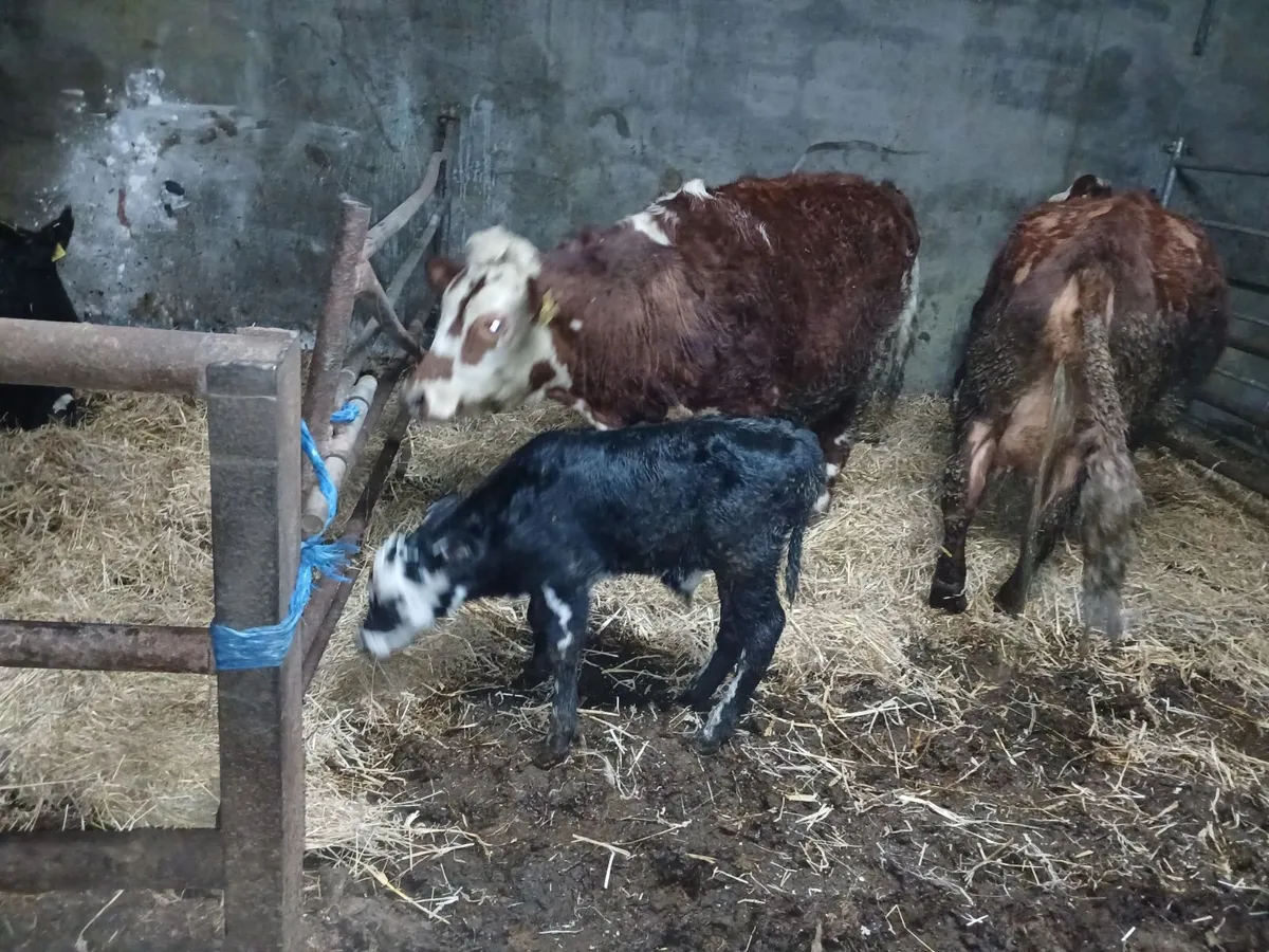 calved heifers - Image 4
