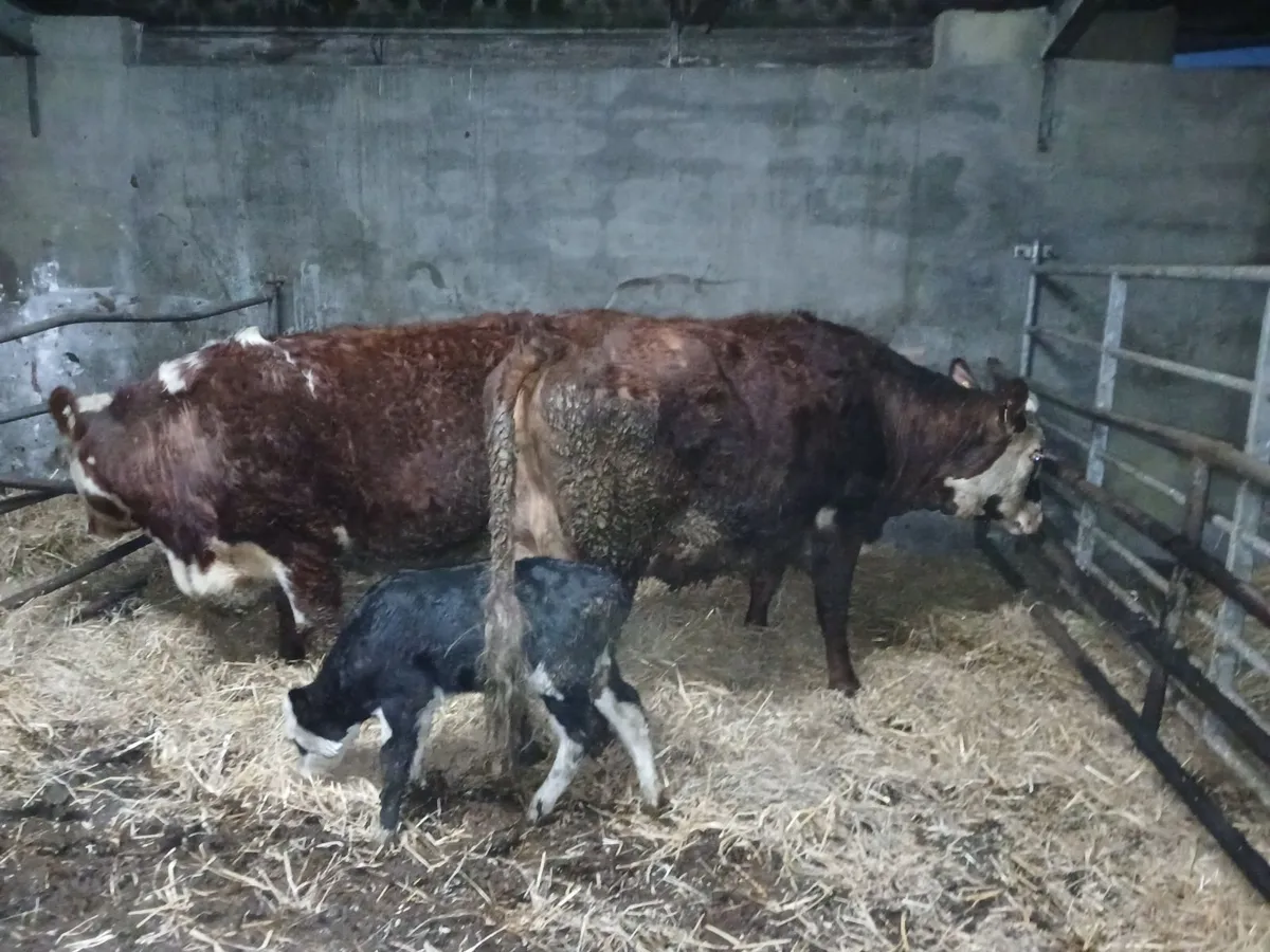 calved heifers - Image 1
