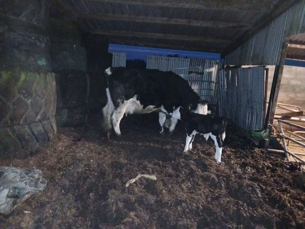 calved heifers - Image 2
