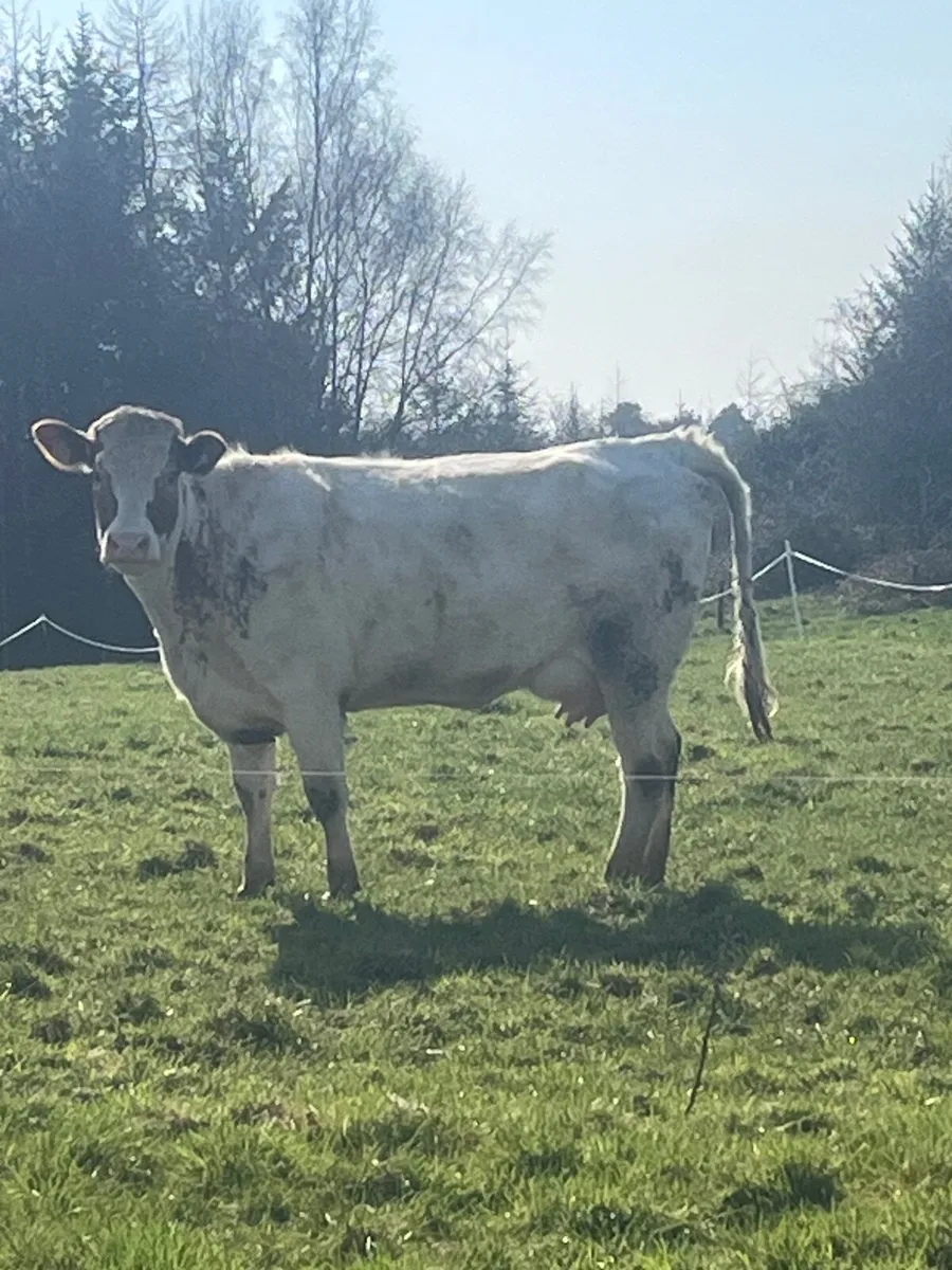 Cow and calf - Image 2