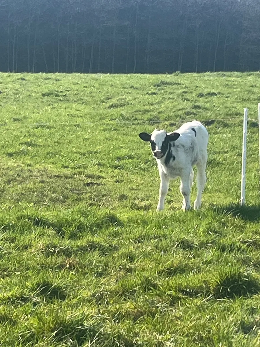 Cow and calf - Image 3