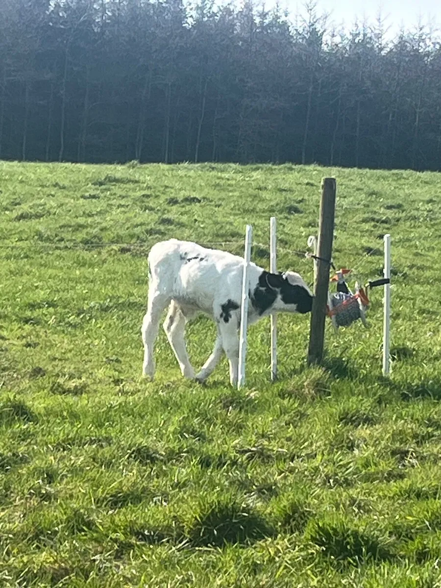 Cow and calf - Image 4