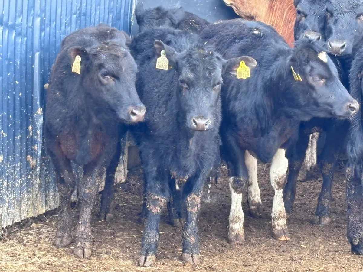 8 ANGUS & LIMISION Weanling heifers for sale - Image 3
