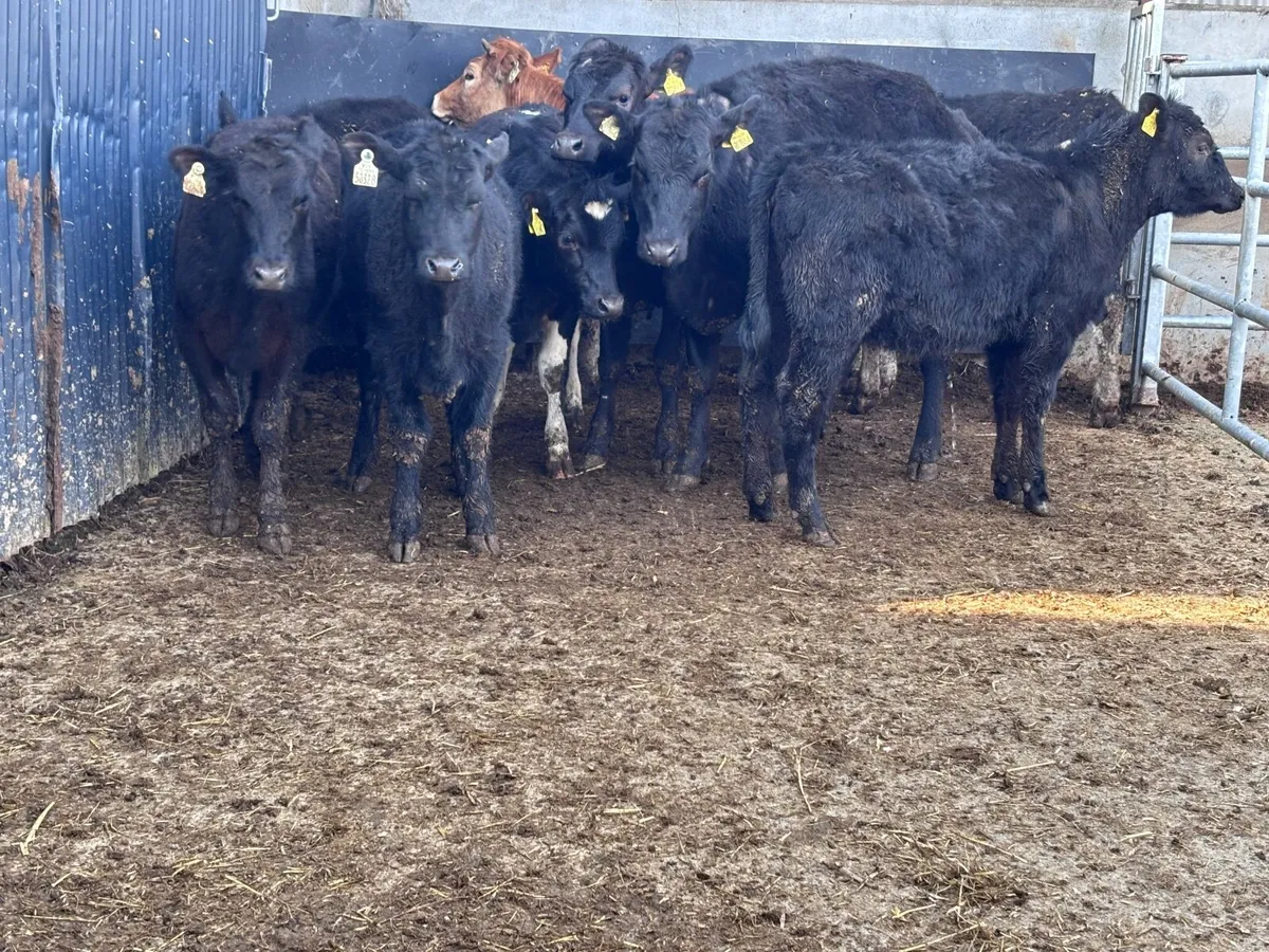 8 ANGUS & LIMISION Weanling heifers for sale - Image 2