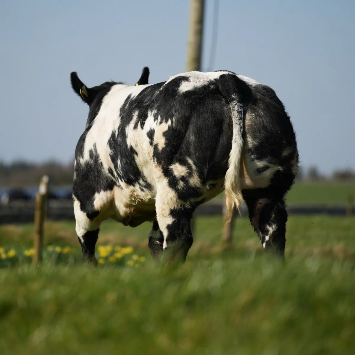 2 Show / Breeding Heifers for Balla mart - Image 2