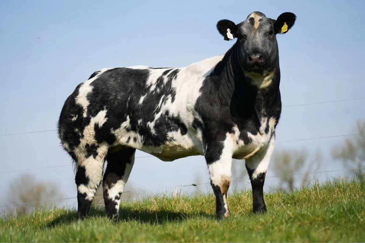 2 Show / Breeding Heifers for Balla mart - Image 1