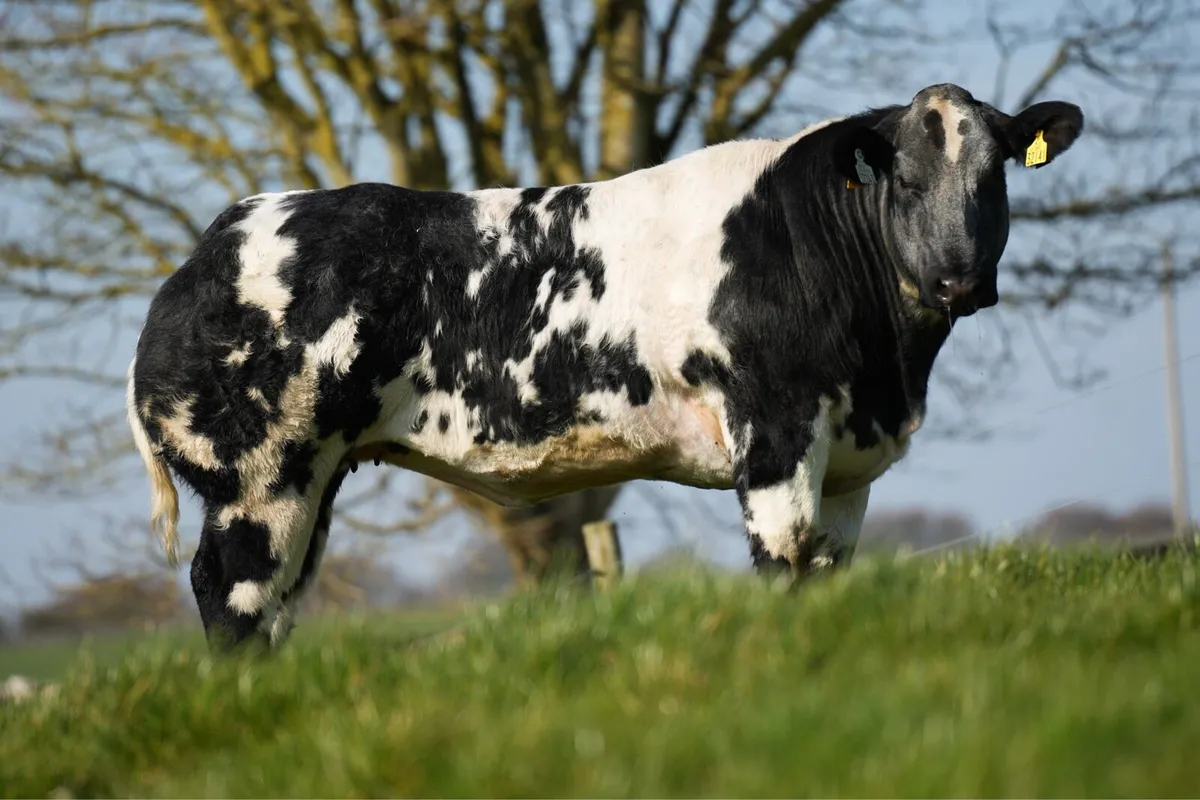 2 Show / Breeding Heifers for Balla mart - Image 3