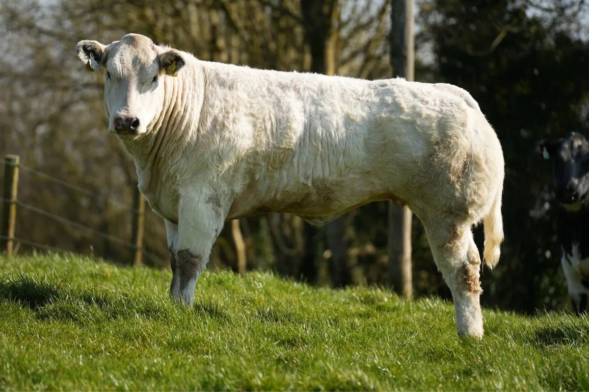 2 Show / Breeding Heifers for Balla mart - Image 4