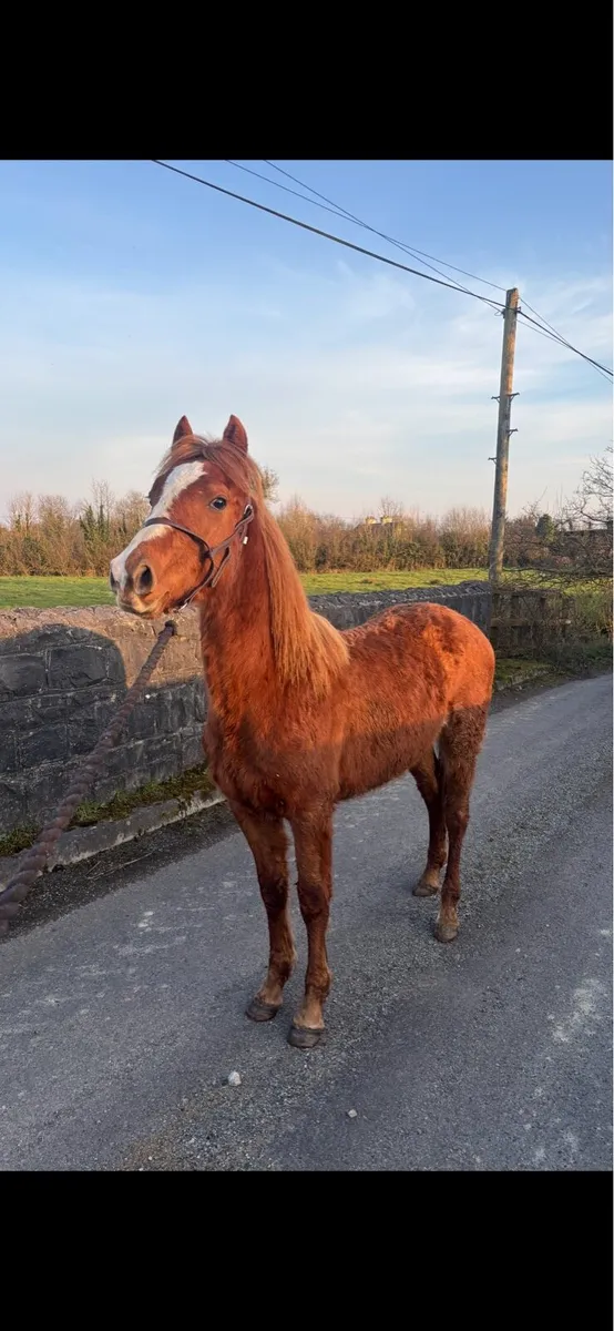 Chestnut Connemara - Image 2