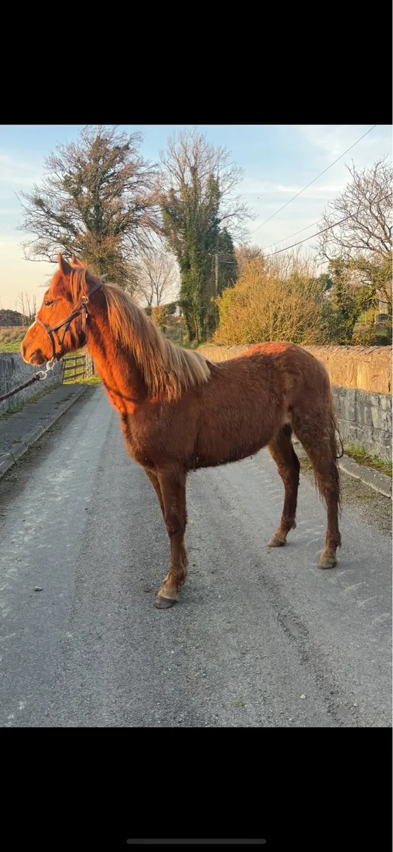 Chestnut Connemara - Image 1