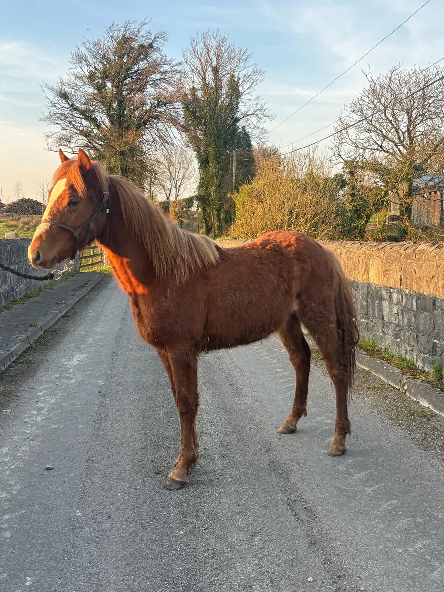 Chestnut Connemara - Image 4