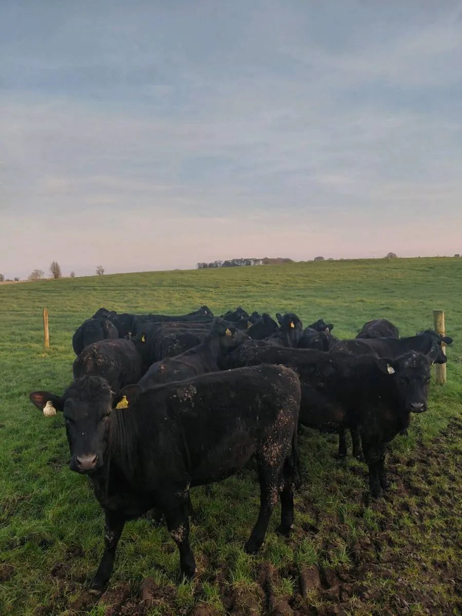 15 Angus Heifers - Image 3