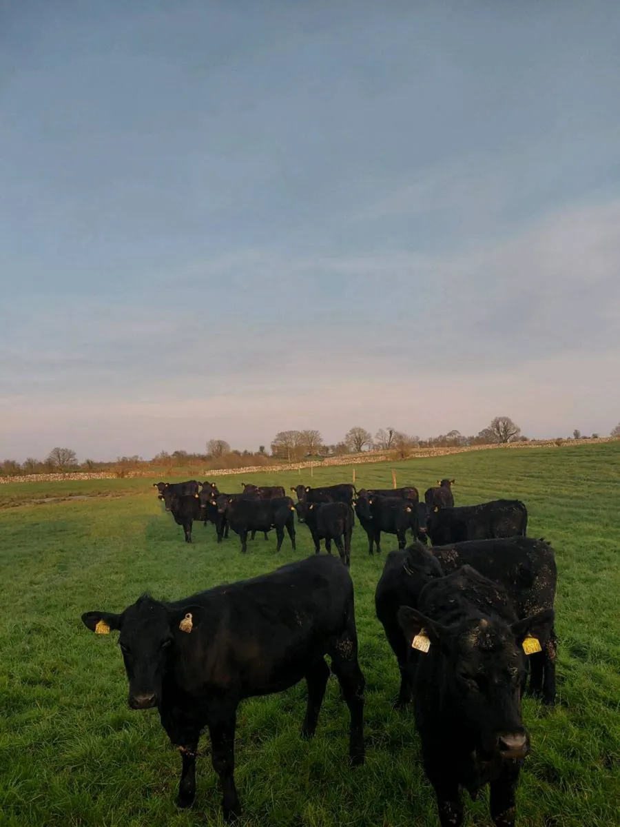 15 Angus Heifers - Image 2