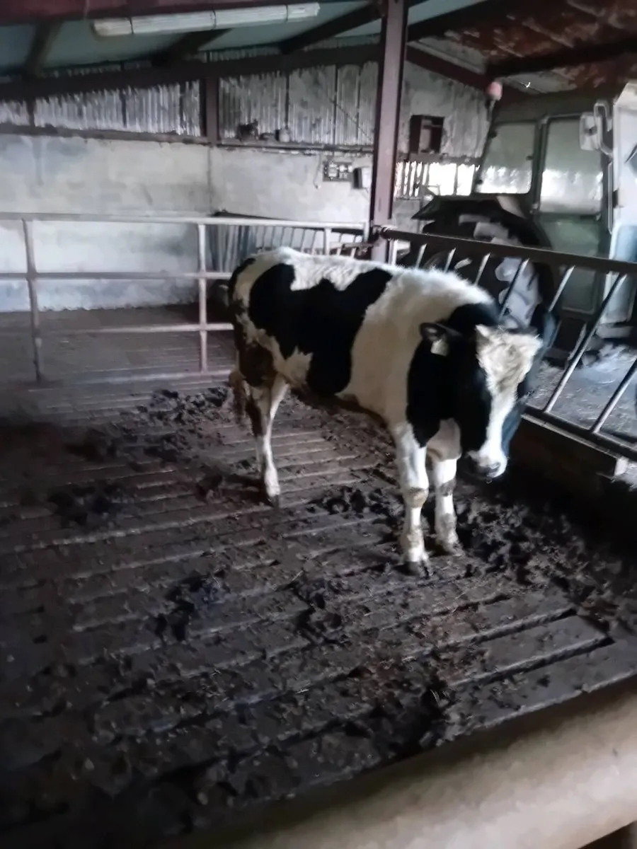 Fresian bullocks - Image 2