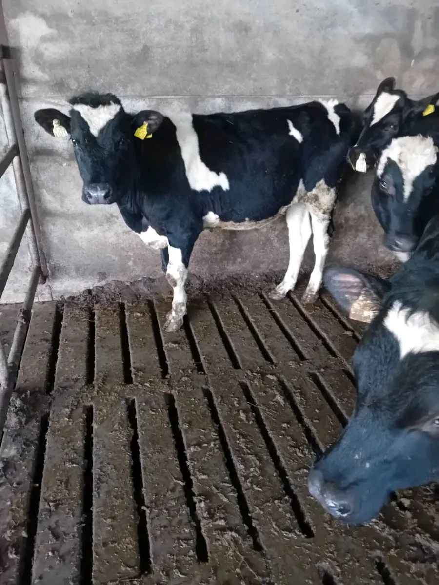 Fresian bullocks - Image 3