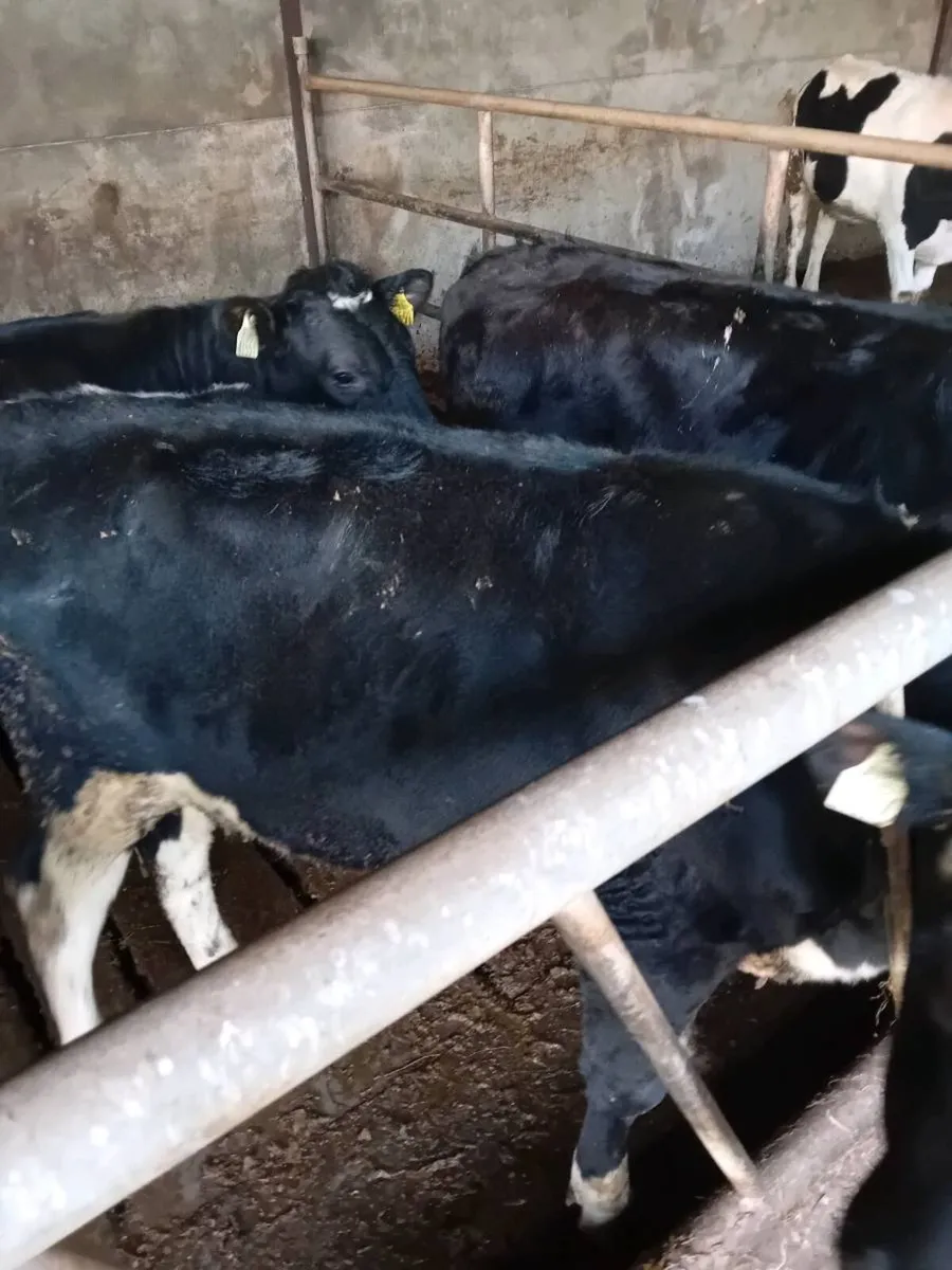 Fresian bullocks - Image 4