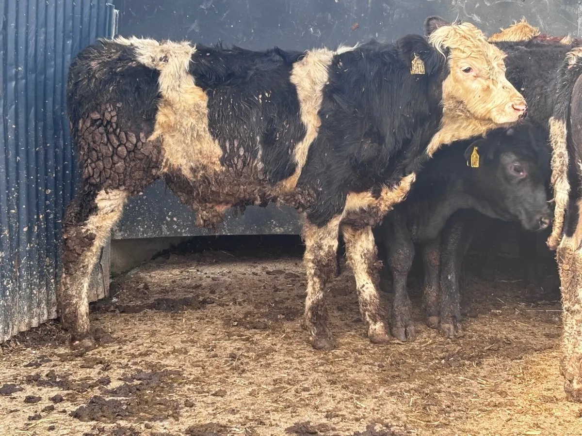 7 bull Weanlings for sale - Image 1