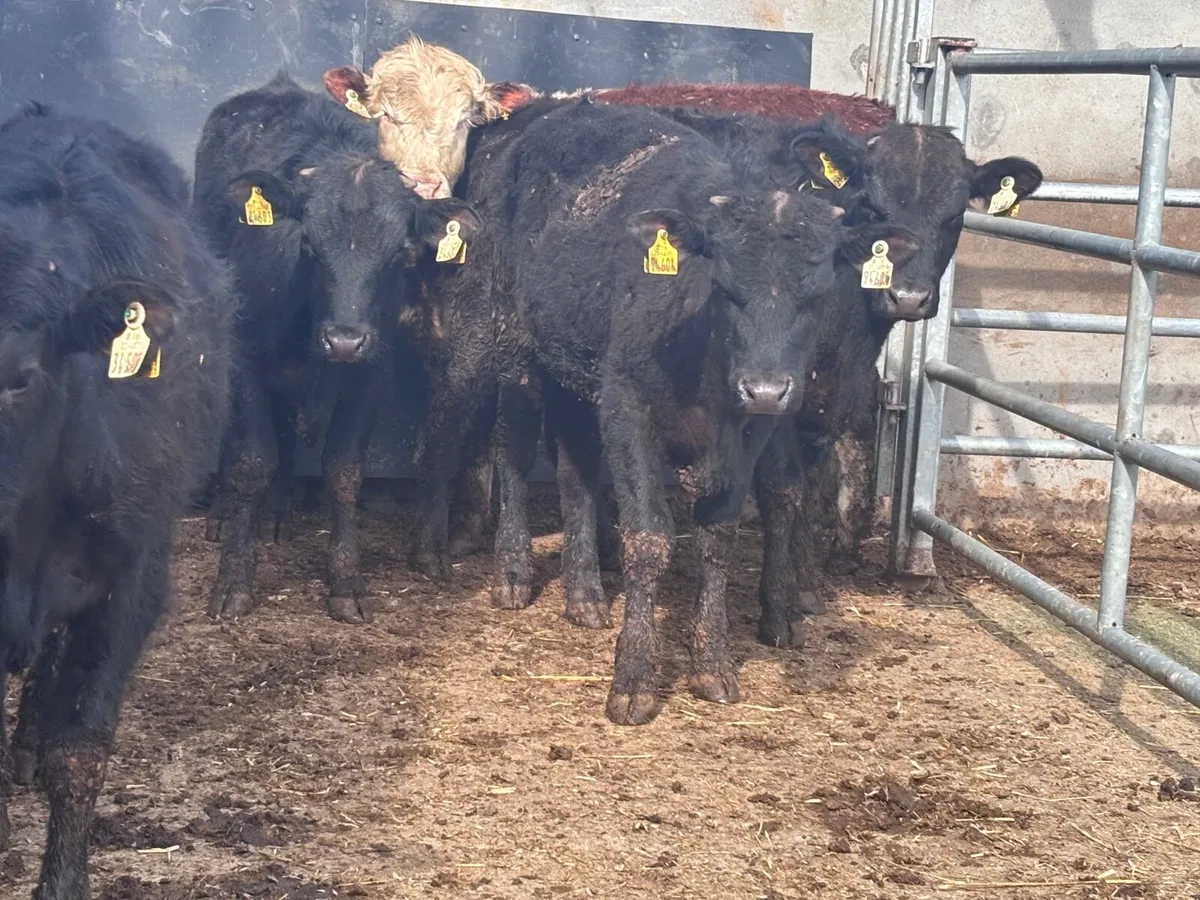 7 bull Weanlings for sale - Image 2