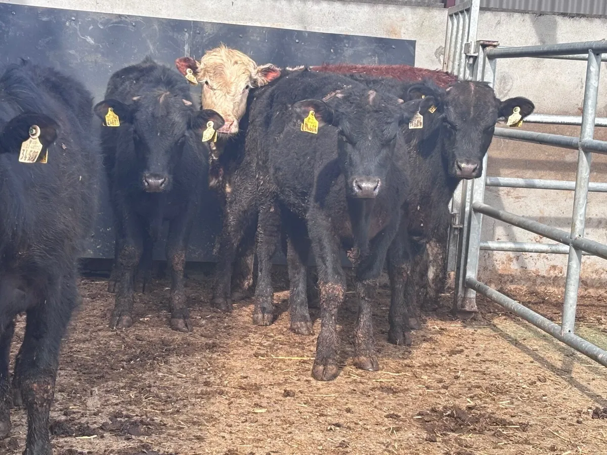 7 bull Weanlings for sale - Image 3