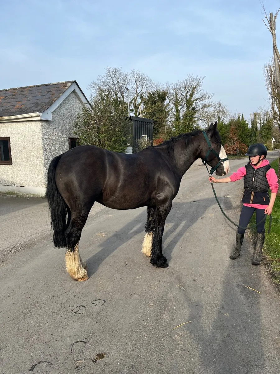 Tiger 14.2 Cob 7 years old - Image 4