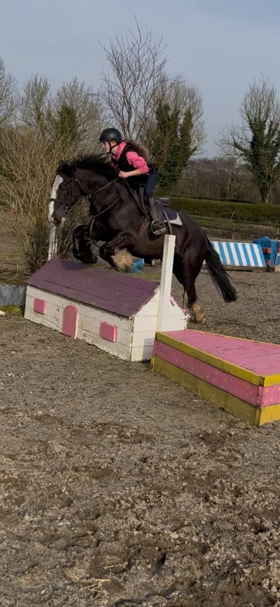 Tiger 14.2 Cob 7 years old - Image 1