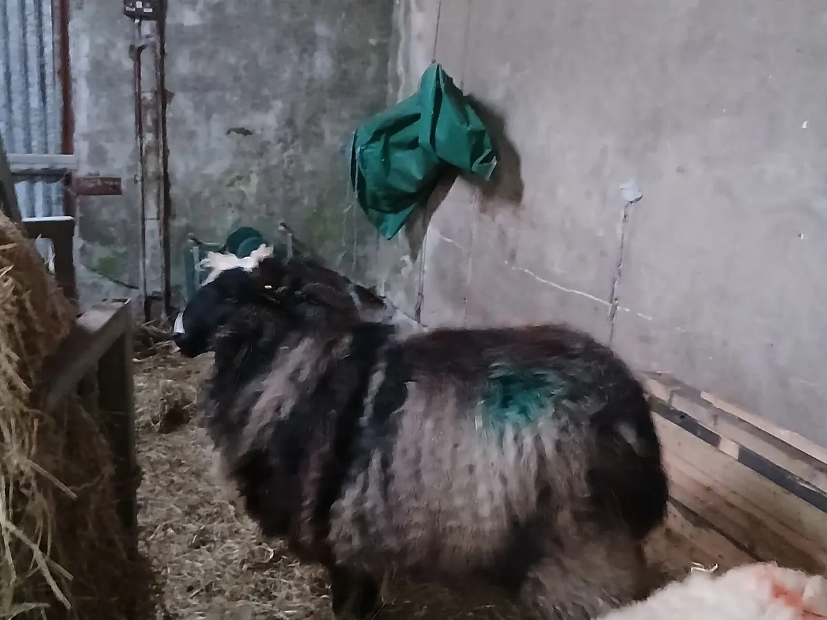 Valais blacknose Foster