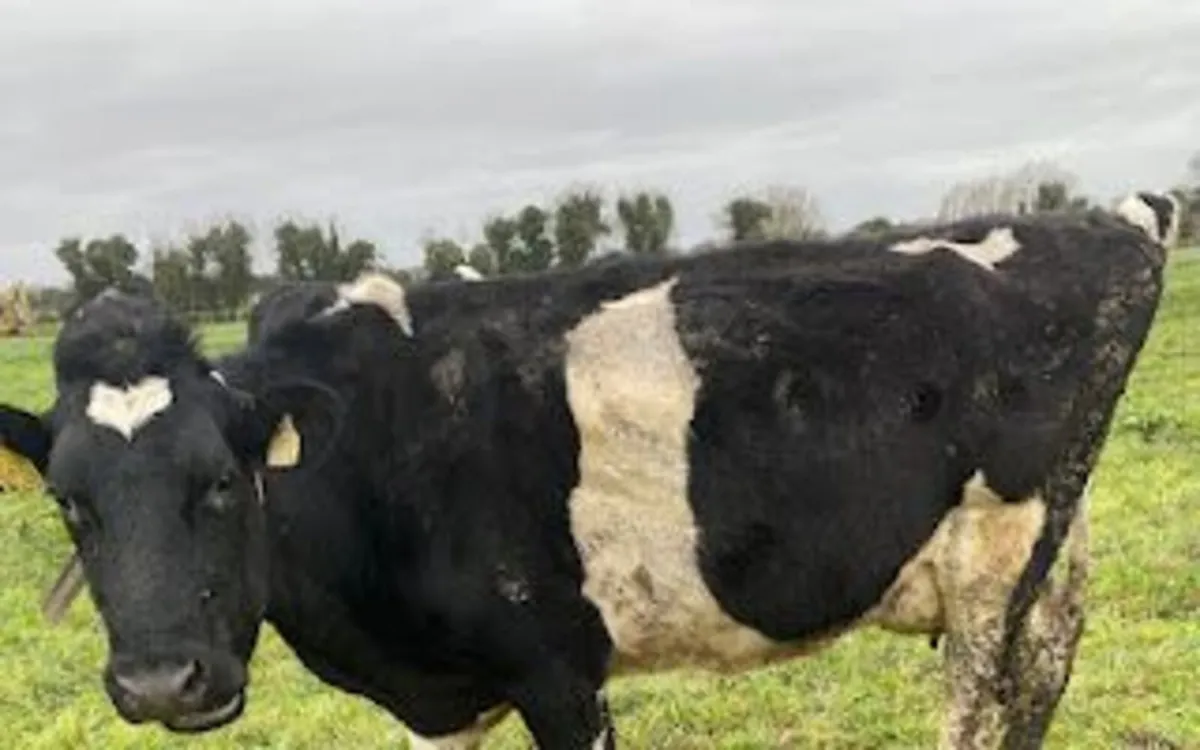 Dairy Cows - Image 2