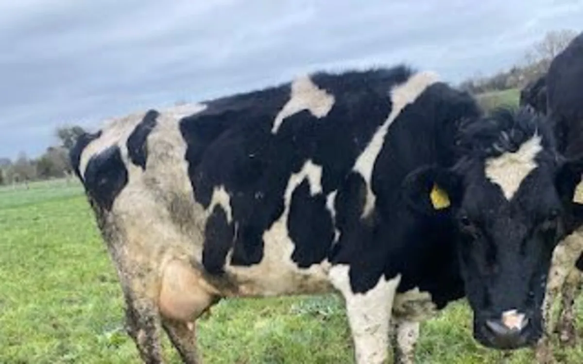 Dairy Cows - Image 1