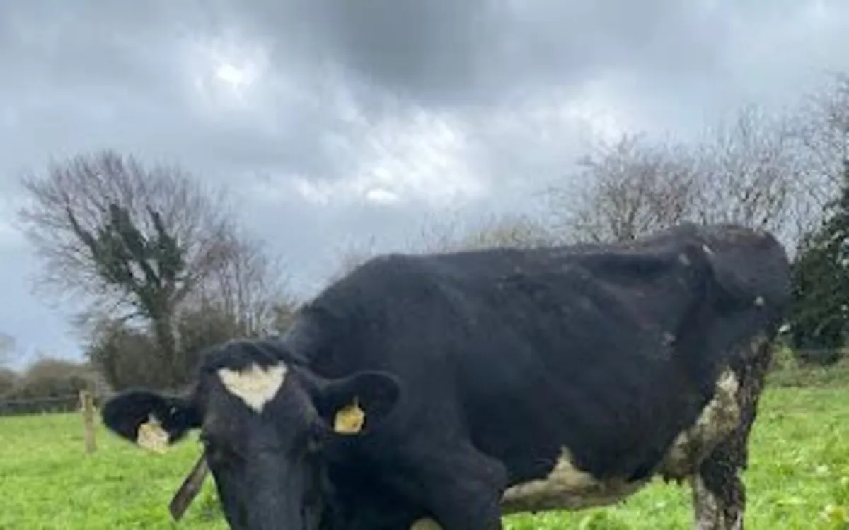 Dairy Cows - Image 4