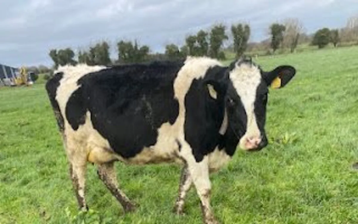 Dairy Cows - Image 3