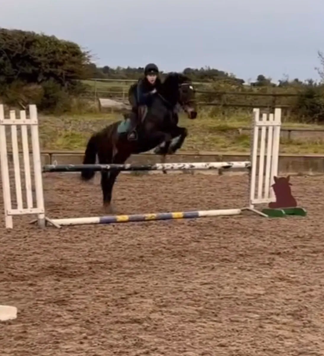 Competition pony - Image 1