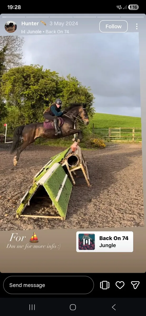 Competition pony - Image 2