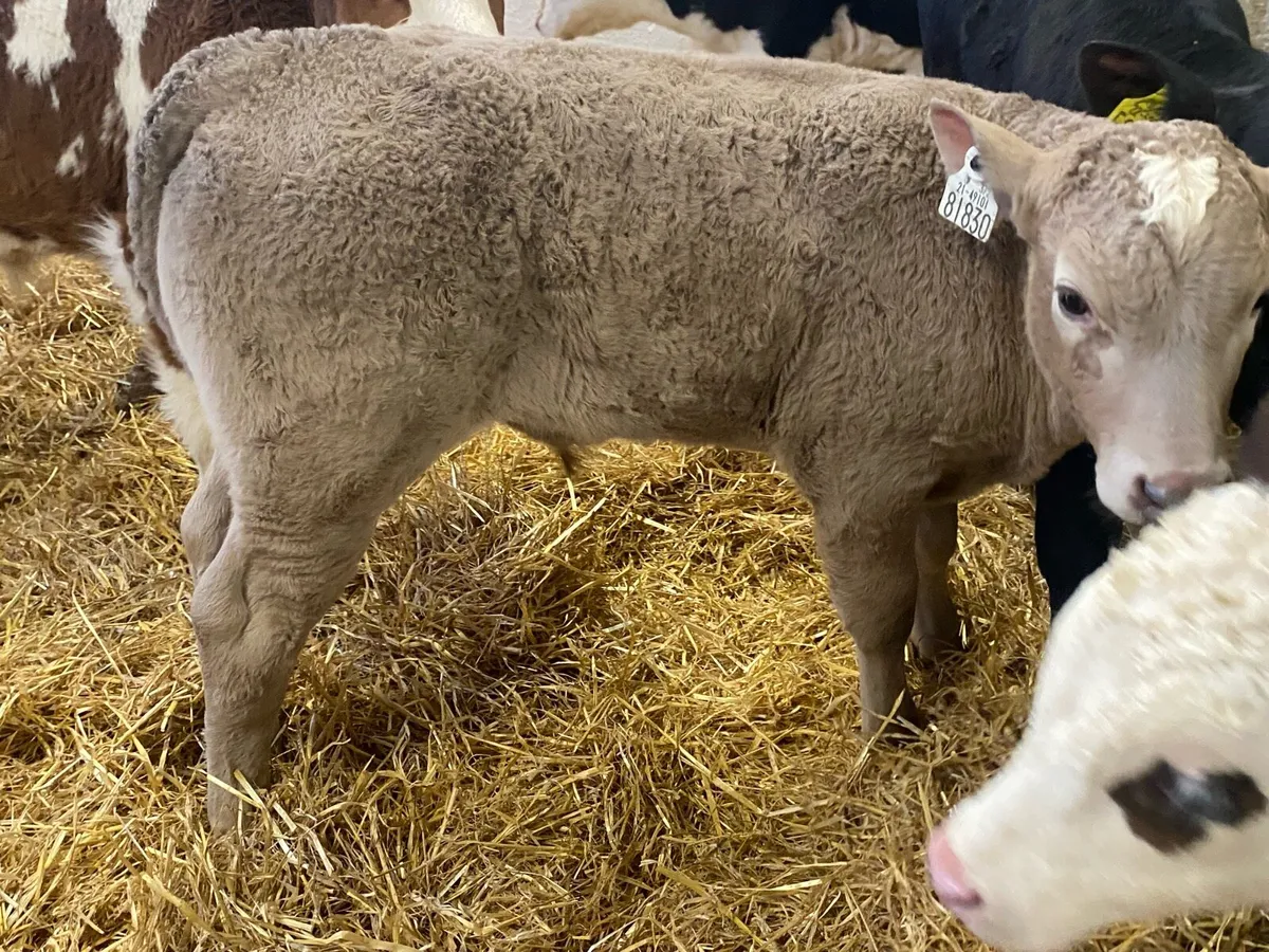 Top Contintenal Calves - Image 1